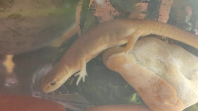 Тритон Гена обыкновенный (девочка) первая еда смотреть онлайн