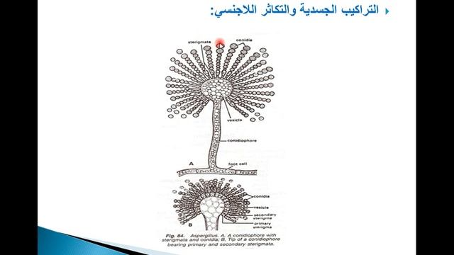 Ascomycota L1 P3 смотреть онлайн