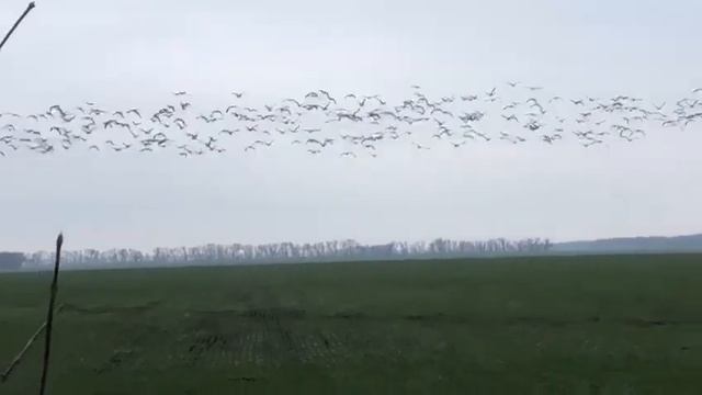 Гусь на полях! смотреть онлайн