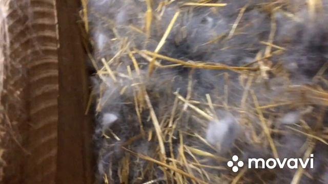 Когда убирать маточник? смотреть онлайн