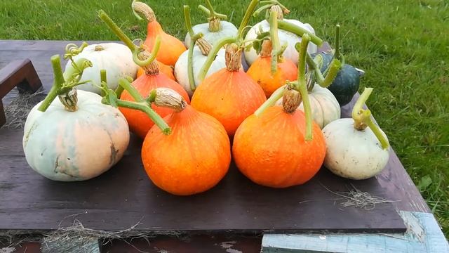 21 сентября 2019. Тыквы из семян "магазинных" тыкв.))) смотреть онлайн