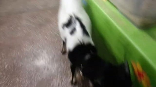 Выставка кроликов ( пушистики ) смотреть онлайн