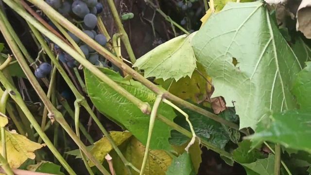 Урожай винограда. Собираю виноград сорта адель.