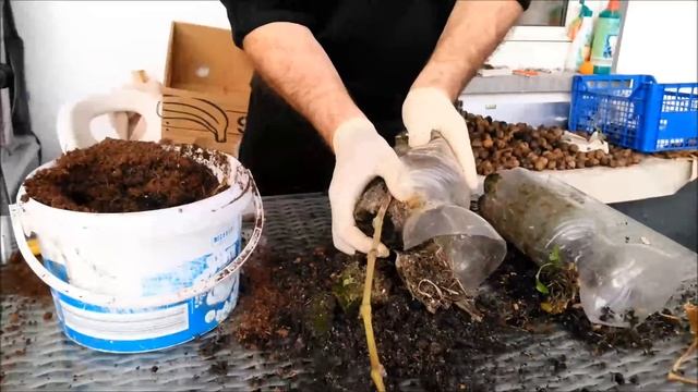 100%-Эффект размножения винограда воздушным путём Wirkung der Vermehrung von Trauben auf dem Luftwe смотреть онлайн