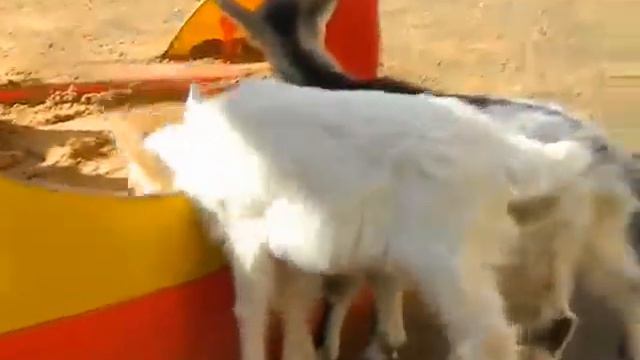 Козочки, контактный выездной зоопарк Москва, 8 965 380-13-11 смотреть онлайн