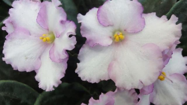 мир цветов смотреть онлайн