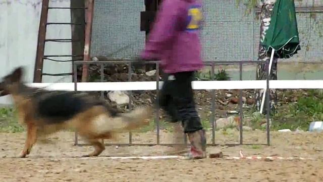 МОЛОДЫЕ СУКИ Д_Ш ринг _ RussianSiegerZuchtSchau 2013