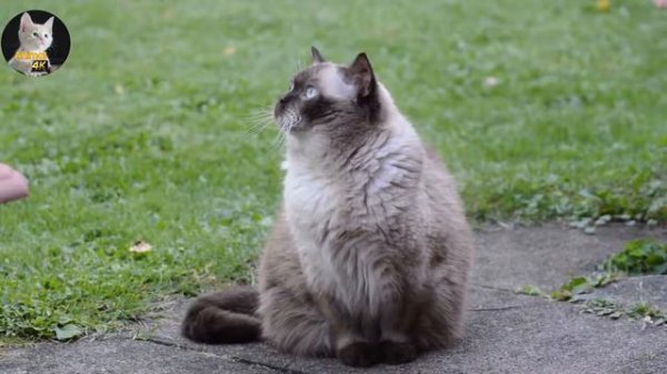 CAT 4K Videos - Beautifull cat 4K Video - bengal cat - persian cat - siamese cat - Animal 4k