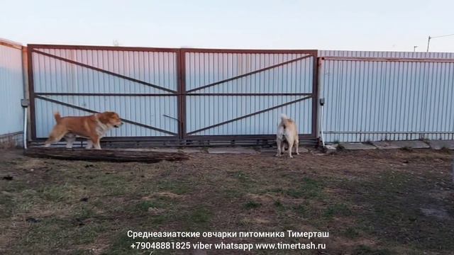Среднеазиатские овчарки питомника Тимерташ ведётся запись на щенков на 2021 год +79048881825 viber смотреть онлайн