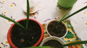 Финиковая пальма в вашем доме: выращивание и правила ухода за растением