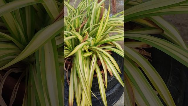 Beautiful Pandanus Plant in My Little Garden, Perennial Outdoor Plant, KK Home Gardening, Pandanus смотреть онлайн