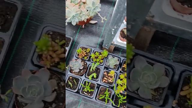 Sukulent ve Kaktüs Türlerim смотреть онлайн