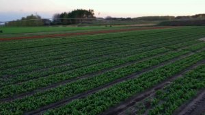 Столица белорусских тюльпанов — Тышковичи