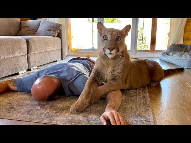 Розыгрыш пумы Месси. Когда твои родители сошли с ума но тебе с ними жить смотреть онлайн