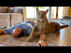 Розыгрыш пумы Месси. Когда твои родители сошли с ума но тебе с ними жить