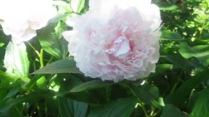 Пион Амалия Олсон