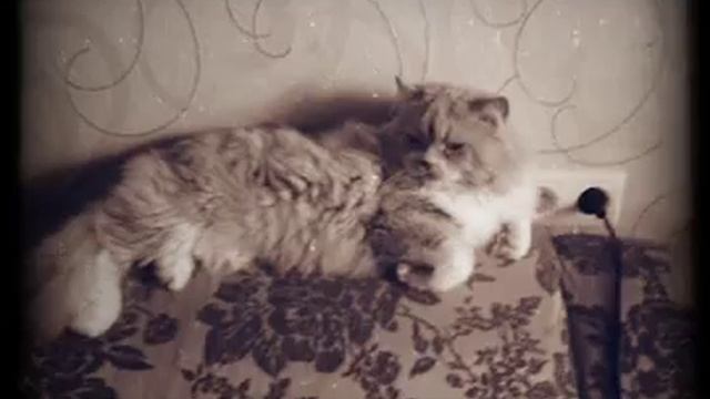 Кот-"баюн". смотреть онлайн