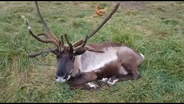 Олень на праздник смотреть онлайн