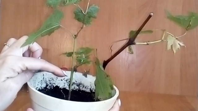 Виноград СПОСОБ УКОРЕНЕНИЯ ЧЕРЕНКОВ ВИНОГРАДА Осенью the grapes are a super way of breeding смотреть онлайн