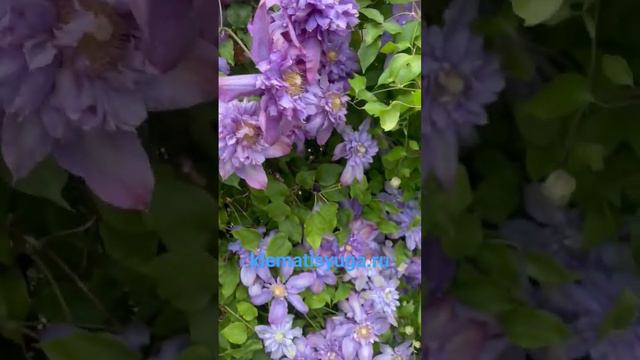 Цветение клематиса Вивьен Пеннелл. Вторая группа обрезки смотреть онлайн