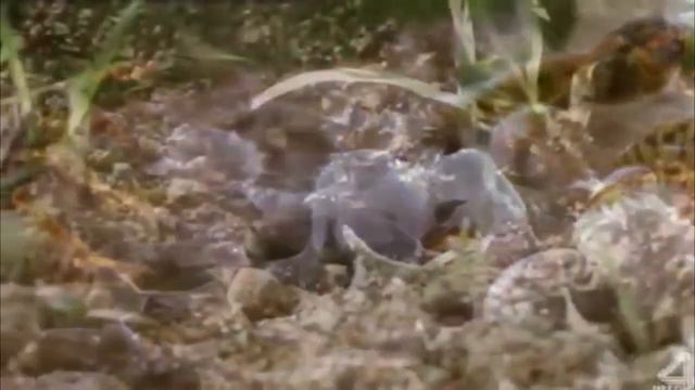 AMur "Шелкопряд" (cover Flëur ) смотреть онлайн