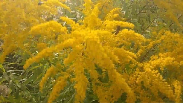 Наконец-то пчела пошла на золотарник! Пчела работает на золотарнике обыкновенном (золотая розга) смотреть онлайн