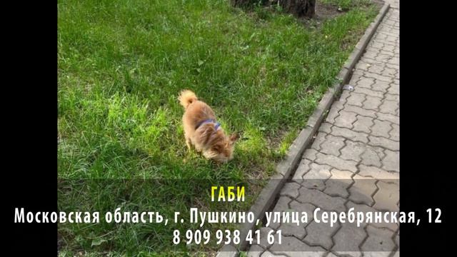 Нашлась! ГАБИ. Московская область, г. Пушкино, улица Серебрянская. 12 смотреть онлайн