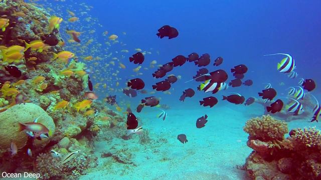 3HRS of 4K Turtle Paradise - Beautiful Relaxing Coral Reef Fish - Sleep Relaxing Meditation Music смотреть онлайн