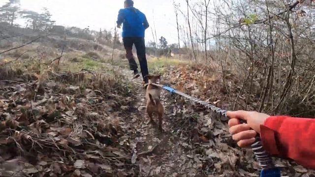 ПЕРВЫЙ ТРЕЙЛ В СЕРБИЯ 2023. КАНИКРОСС. ПЕРВЫЙ ПОЛУМАРАФОН ЛИЧИ. ГОРА ФРУШКА. смотреть онлайн