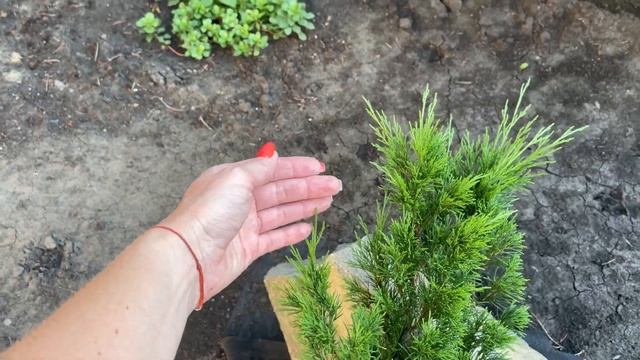 ОБЗОР САДА НА 23.07.2023 года/ Цветение гортензий ? готовим пиццу ? смотреть онлайн