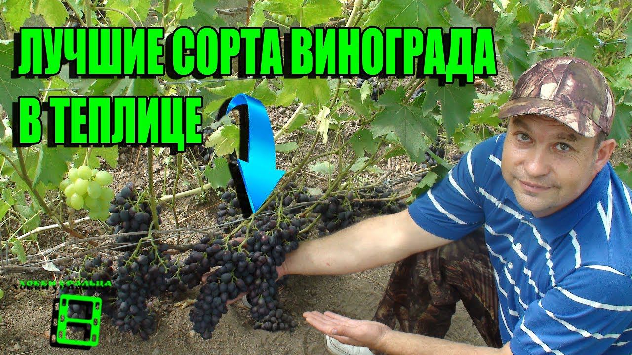 ИНТЕРЕСНЫЕ СОРТА ВИНОГРАДА ДЛЯ ТЕПЛИЦЫ. ОБЗОР СОРТОВ ВИНОГРАДА. ВЫРАЩИВАНИЕ ВИНОГРАДА В ТЕПЛИЦЕ смотреть онлайн