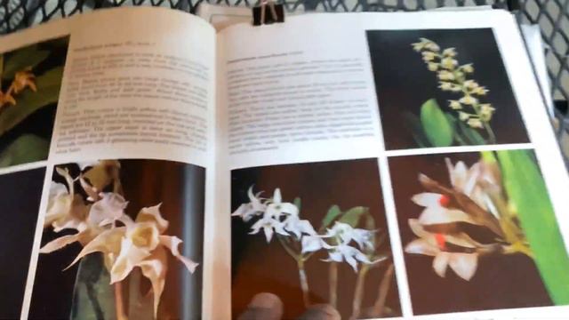 AN ORCHID A DAY EP 335 ORCHID SPOTLIGHT #dendrobiumforbesii смотреть онлайн