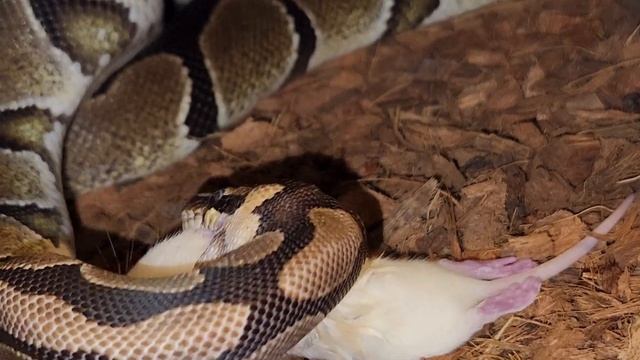 Python Eats Live Rat / Warning Live Feeding Documentation смотреть онлайн