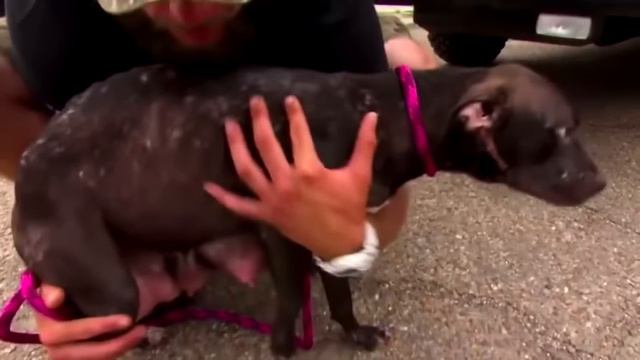 Когда собака привела людей к этому дому, они были ошарашены от увиденной картины смотреть онлайн