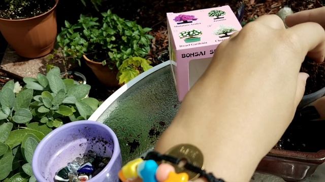 Starting Sakura Bonsai From A Bonsai Seed Kit