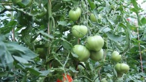 БУДЁНОВКА! ОБЗОР СОРТОВ ТОМАТОВ! Советы от ЗЕЛЕНОГО ОГОРОДА!