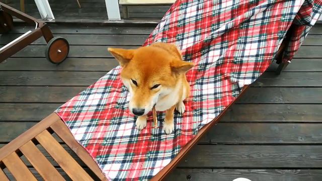 Лакшери жизнь / Как отдыхает сиба