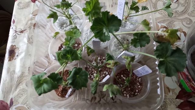 Черенкование пеларгонии в перлите и вермикулите. Часть вторая.