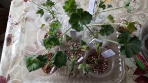 Черенкование пеларгонии в перлите и вермикулите. Часть вторая.