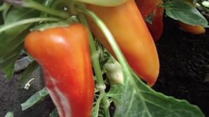 СЛАДКИЙ ПЕРЕЦ. ПЕРЕЦ ВЕНТИ. ОБЗОР В ИЮЛЕ. Ольга Чернова.