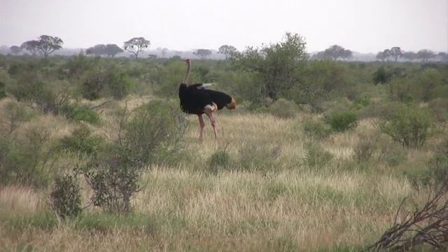 Safari in Kenya - Tsavo East National Park смотреть онлайн