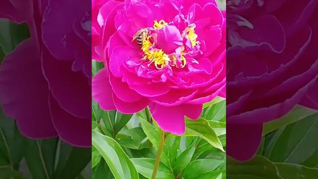 Труженицы. смотреть онлайн