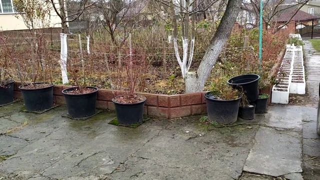 АКЦИЯ!!!Корневая система малины сорта Бабье лето 2 . И немного о саженцах фундука ... смотреть онлайн