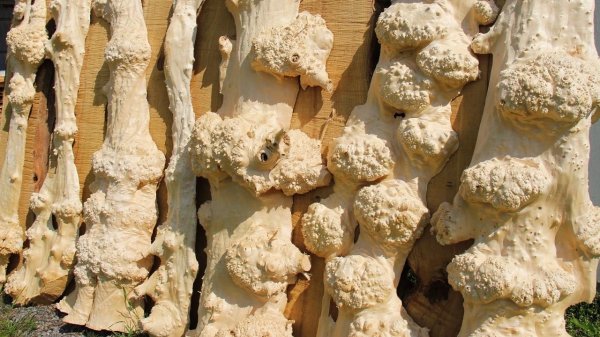 Сказочный каповый клЁн.