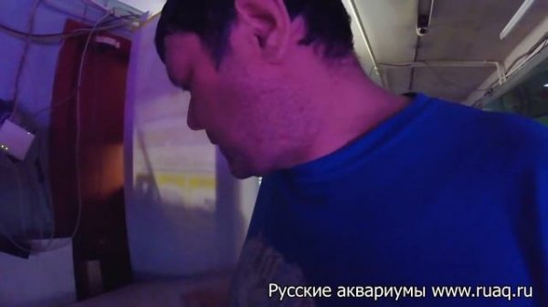 Радужница Боэсмана, Melanotaenia Boesemani, Boesemans Regenbogenfisch. Разведение