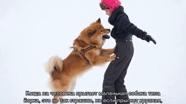 Как отучить собаку прыгать на людей от радости при встрече смотреть онлайн
