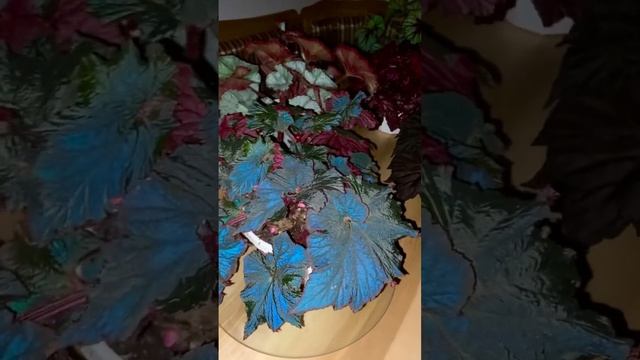 Наши бегонии, бегонии Dimetris #begonia #begonias #rexbegonia смотреть онлайн