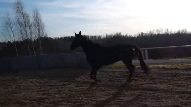 Русская верховая кобыла 19/10✨147 смотреть онлайн