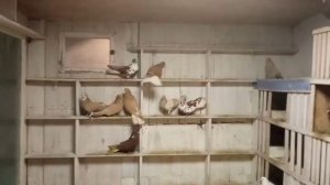 Голуби серпастые. В гостях у Олега Зайцева, т. +79276582600 с.Красная Поляна, Самарская обл.