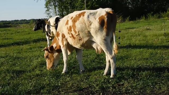 КОЗА ДАЕТ МОЛОКА БОЛЬШЕ, ЧЕМ КОРОВА!?БОЙ РОГОВ:коза vs корова.КОГО ДОИТЬ ВЫГОДНЕЕ? Нубийская пород смотреть онлайн